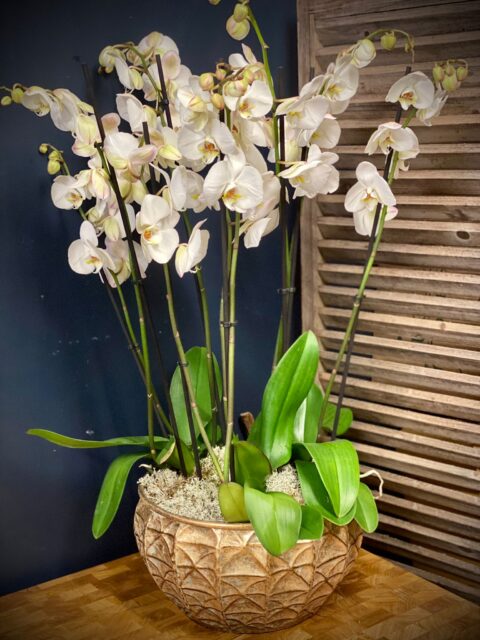 Opulent Orchid Planter - JM Plants
